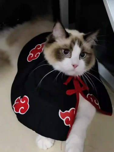 Déguisement Halloween Chat - Costume Ninja Naruto Akatsuki photo review