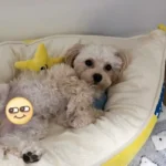 Panier Lune Chien Moelleux | Réversible & Confortable photo review