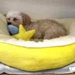 Panier Lune Chien Moelleux | Réversible & Confortable photo review