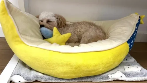 Click to view full screen Panier Lune Chien Moelleux | Réversible & Confortable photo review