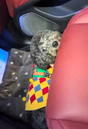 Click to view full screen Harnais Bouledogue Français Robuste | Finitions Soignées photo review