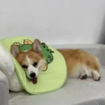 Collerette Chien Anti-Léchage | Confort & Design photo review