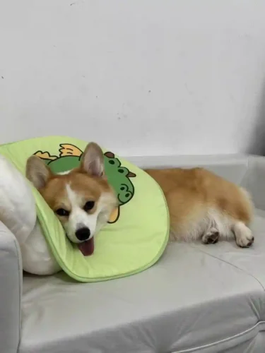 Click to view full screen Collerette Chien Anti-Léchage | Confort & Design photo review