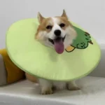 Collerette Chien Anti-Léchage | Confort & Design photo review