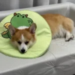 Collerette Chien Anti-Léchage | Confort & Design photo review