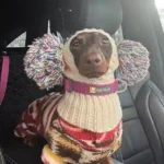 Bonnet & Snood Chien Moda photo review