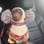 Bonnet & Snood Chien Moda photo review