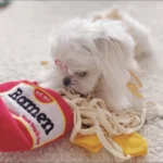 Jouet Pour Chien De Fouille Magia photo review