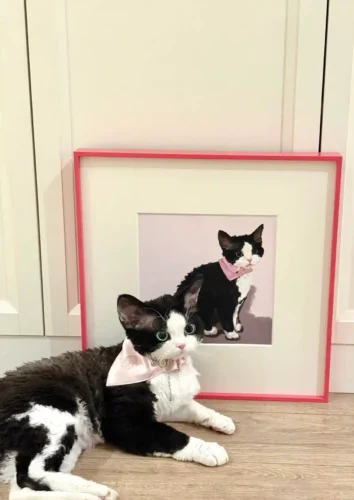 Click to view full screen Portrait Chat Personnalisé 3D Authentique photo review