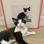 Portrait Chat Personnalisé 3D Authentique photo review