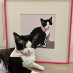 Portrait Chat Personnalisé 3D Authentique photo review