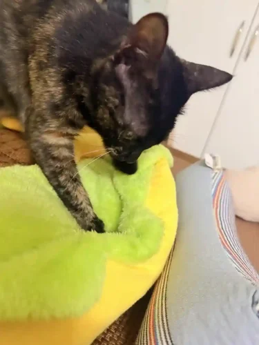 Panier Pour Chat Design Hotdog photo review