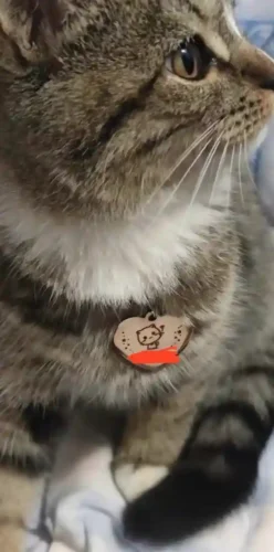 Médaille Chat Doble Amor photo review