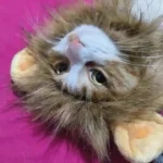 Déguisement Pour Chat Cache Oreille Roaring photo review