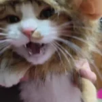Déguisement Pour Chat Cache Oreille Roaring photo review