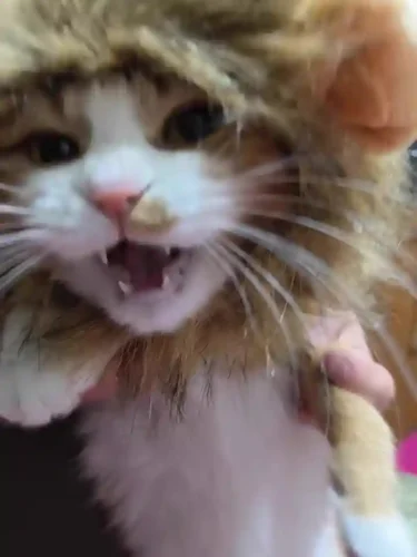 Click to view full screen Déguisement Pour Chat Cache Oreille Roaring photo review