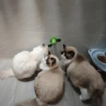 Jouet Pour Chat Contre l'Ennui Molen photo review