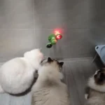 Jouet Pour Chat Contre l'Ennui Molen photo review