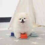 Jouet Pour Chien Interactif à Bouton Communication photo review