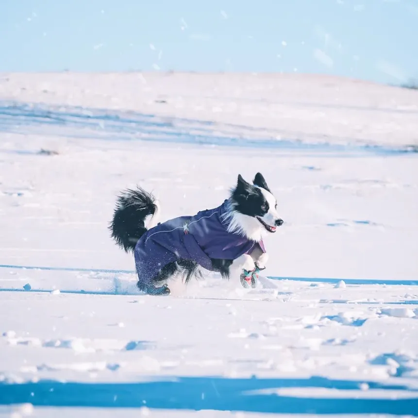 Chien équipé d'un manteau protecteur se promenant dans la neige avec son propriétaire pendant l'hiver