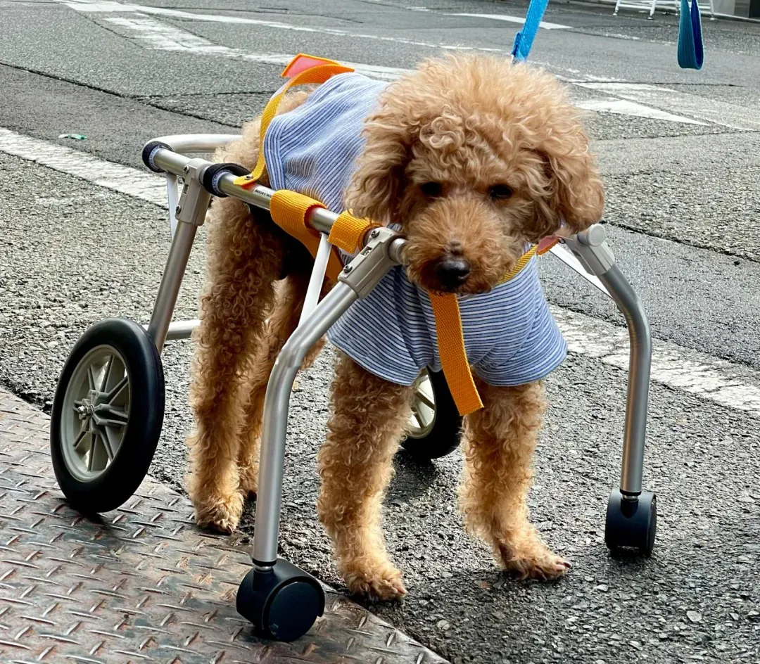 Chien senior marchant calmement lors d'une promenade adaptée, illustrant l'importance de l'activité physique douce pour les chiens âgés