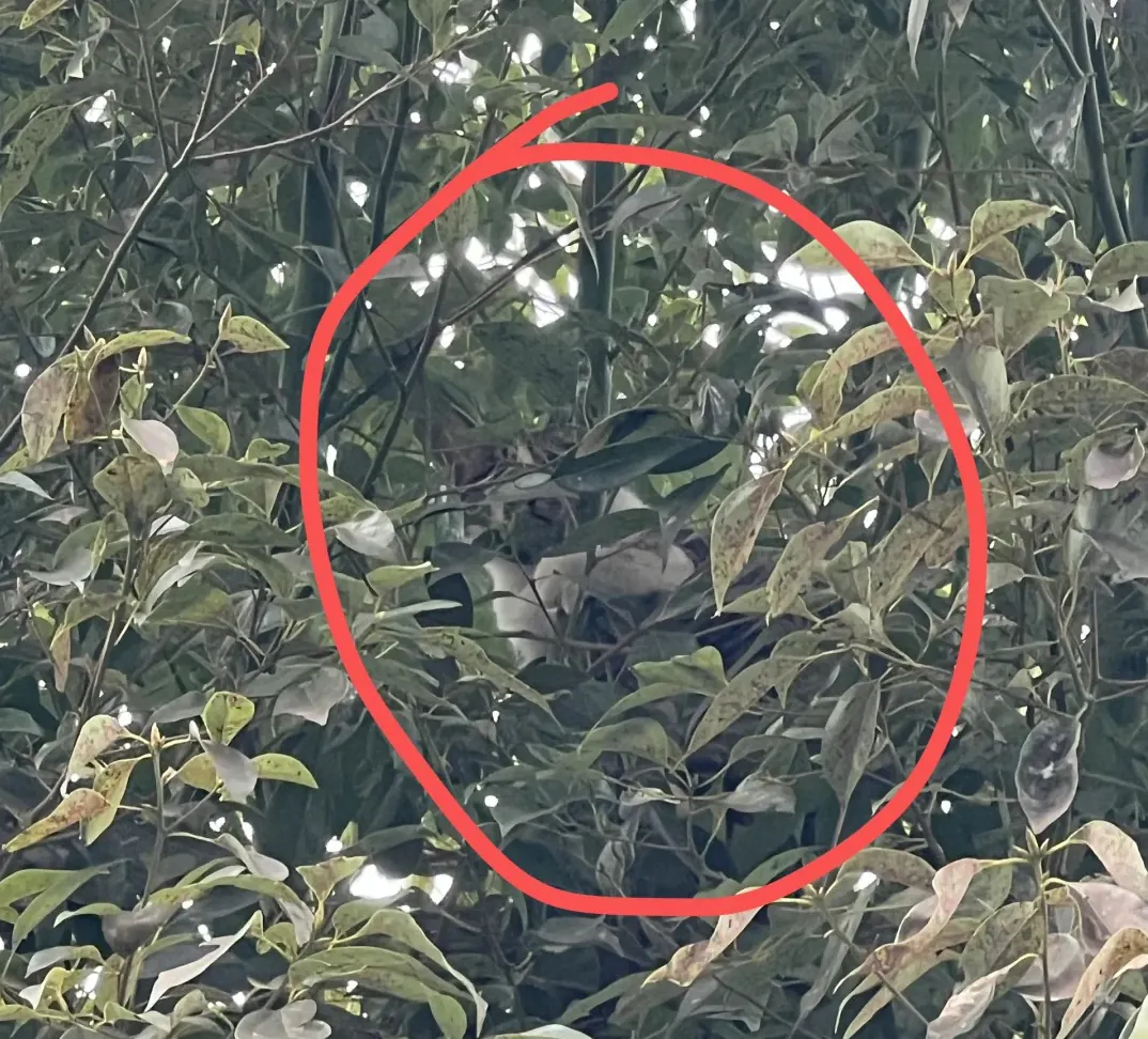 Chat caché dans des buissons denses, lieu de prédilection