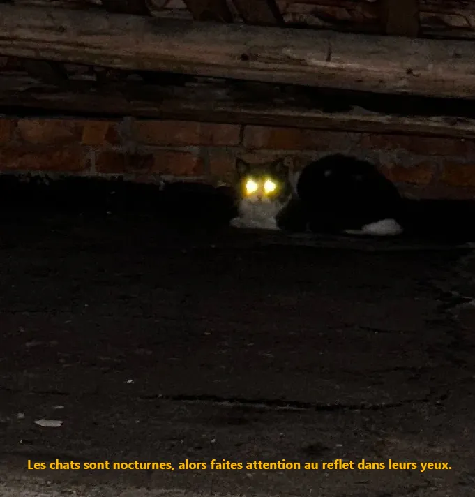 Chat actif la nuit, moment optimal pour les recherches