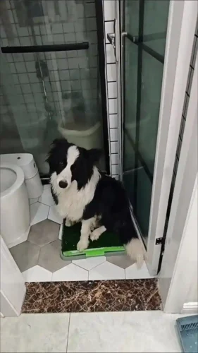 Click to view full screen Litière Pour Chien Puhtaus photo review