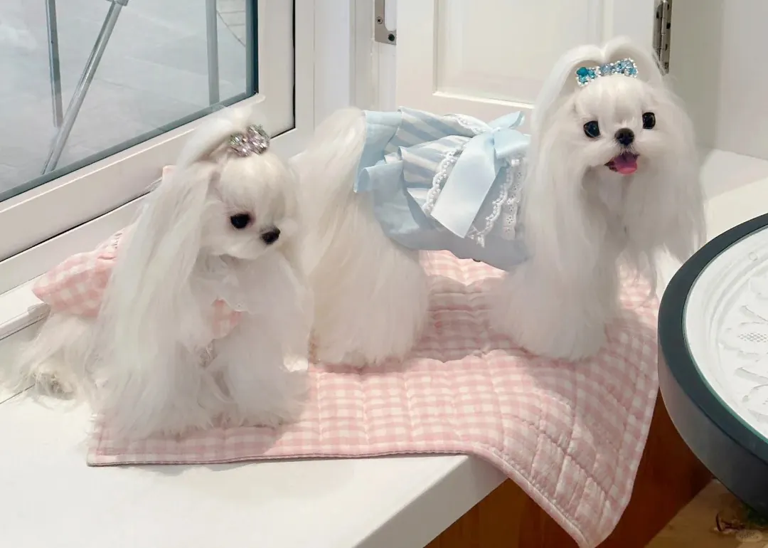 Maltipoo chien croisé au pelage bouclé doux et hypoallergénique