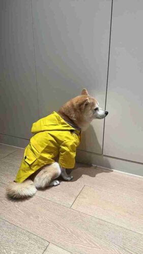 Click to view full screen Manteau De Pluie Chien Gentle-Pet photo review