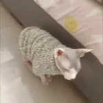 Manteau Pour Chat Auta photo review