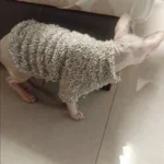 Manteau Pour Chat Auta photo review