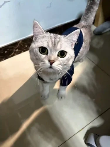 Click to view full screen Manteau Pour Chat Pescaria photo review