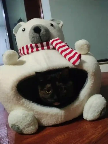 Click to view full screen Niche à Chat Design en Nounours photo review