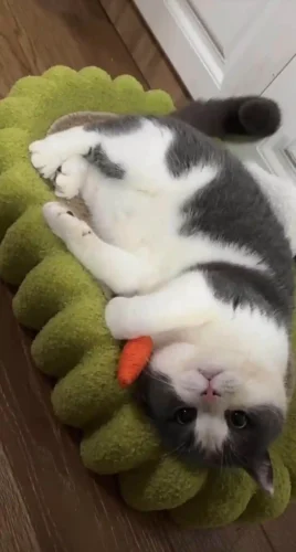 Panier Chat Giardino photo review