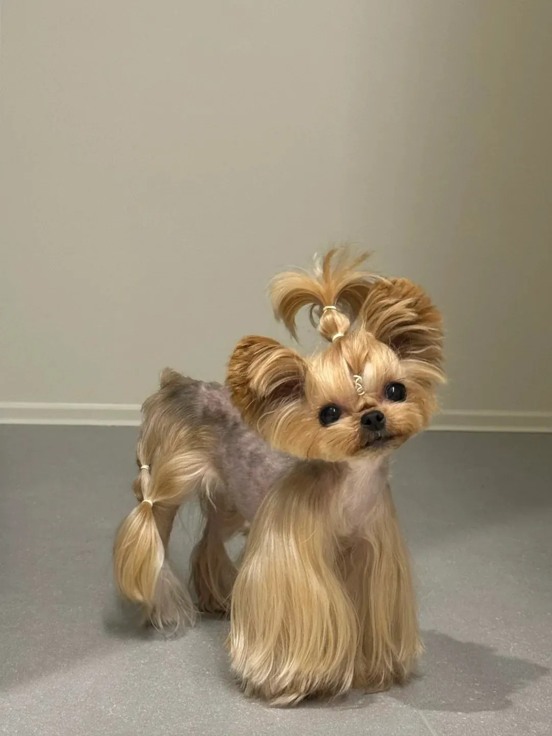 Shih Tzu au pelage long et abondant avec nœud caractéristique sur la tête