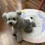 Tapis Chien Personnalisé Rond – Dessin Aquarelle photo review