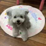 Tapis Chien Personnalisé Rond – Dessin Aquarelle photo review