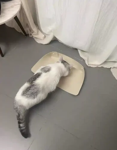 Tapis Gamelle Chat en Silicone Antidérapant - 3 Couleurs au Choix photo review