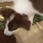 Tapis de Fouille Chien XXL Grande Forêt photo review