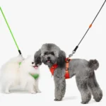 Un caniche portant uniquement un harnais vert haut de gamme.