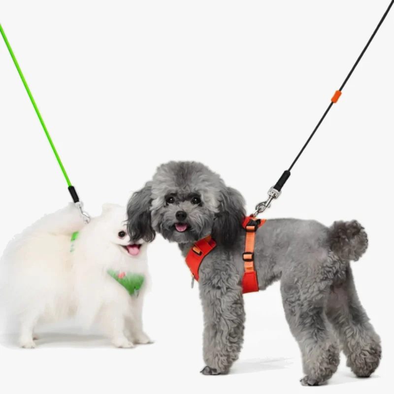 Un caniche portant uniquement un harnais vert haut de gamme.