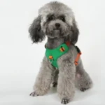 Un caniche portant uniquement un harnais vert haut de gamme – vue de face.