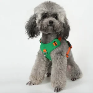 Un caniche portant uniquement un harnais vert haut de gamme – vue de face.