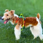 Un petit chien de chasse portant un harnais vert haut de gamme jouant sur la pelouse.