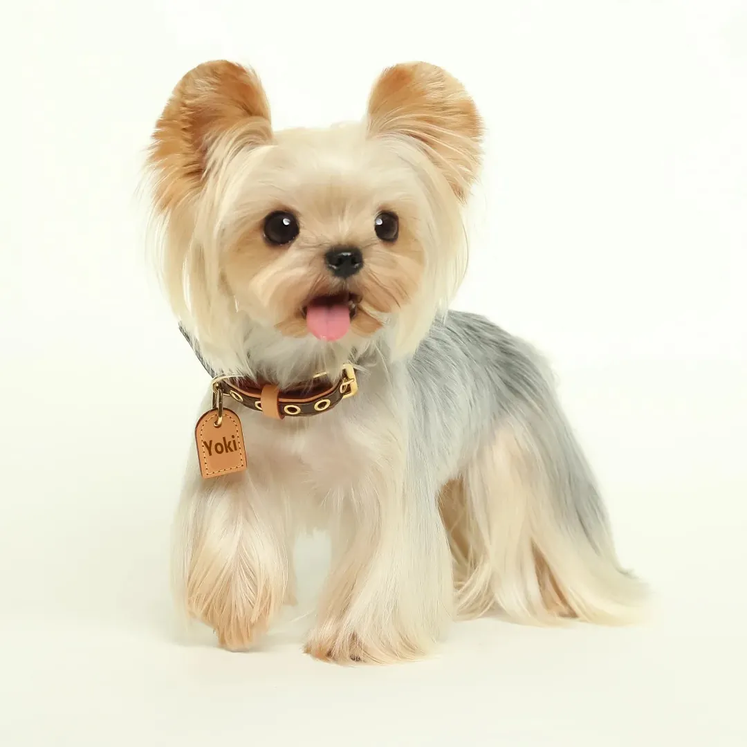 Yorkshire Terrier avec son pelage long et soyeux caractéristique bleu acier et feu