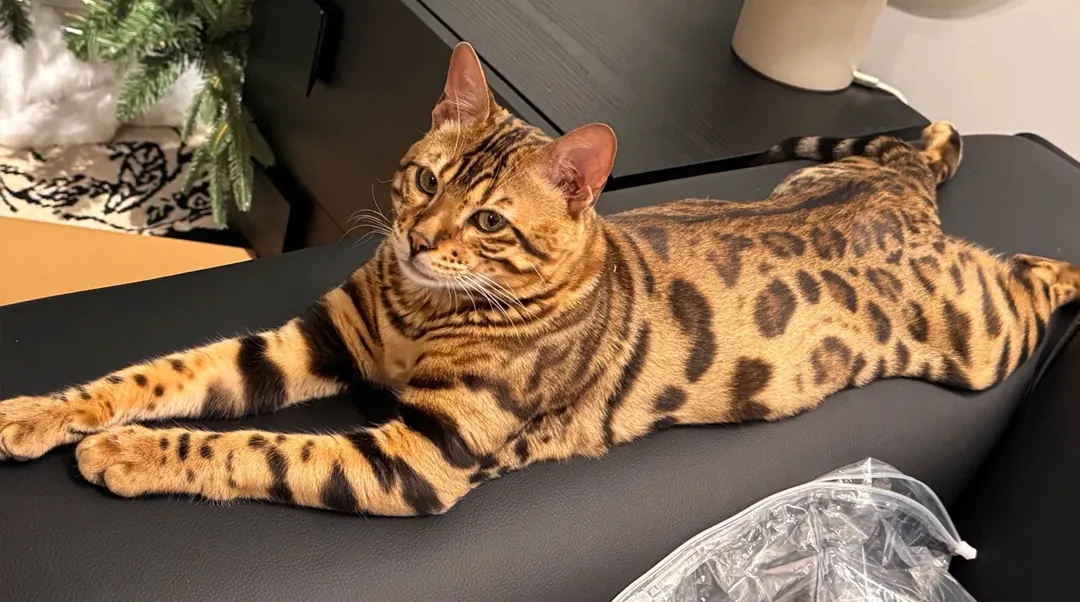 Chat Bengal avec sa robe tachetée de léopard, corps musclé et regard sauvage fascinant