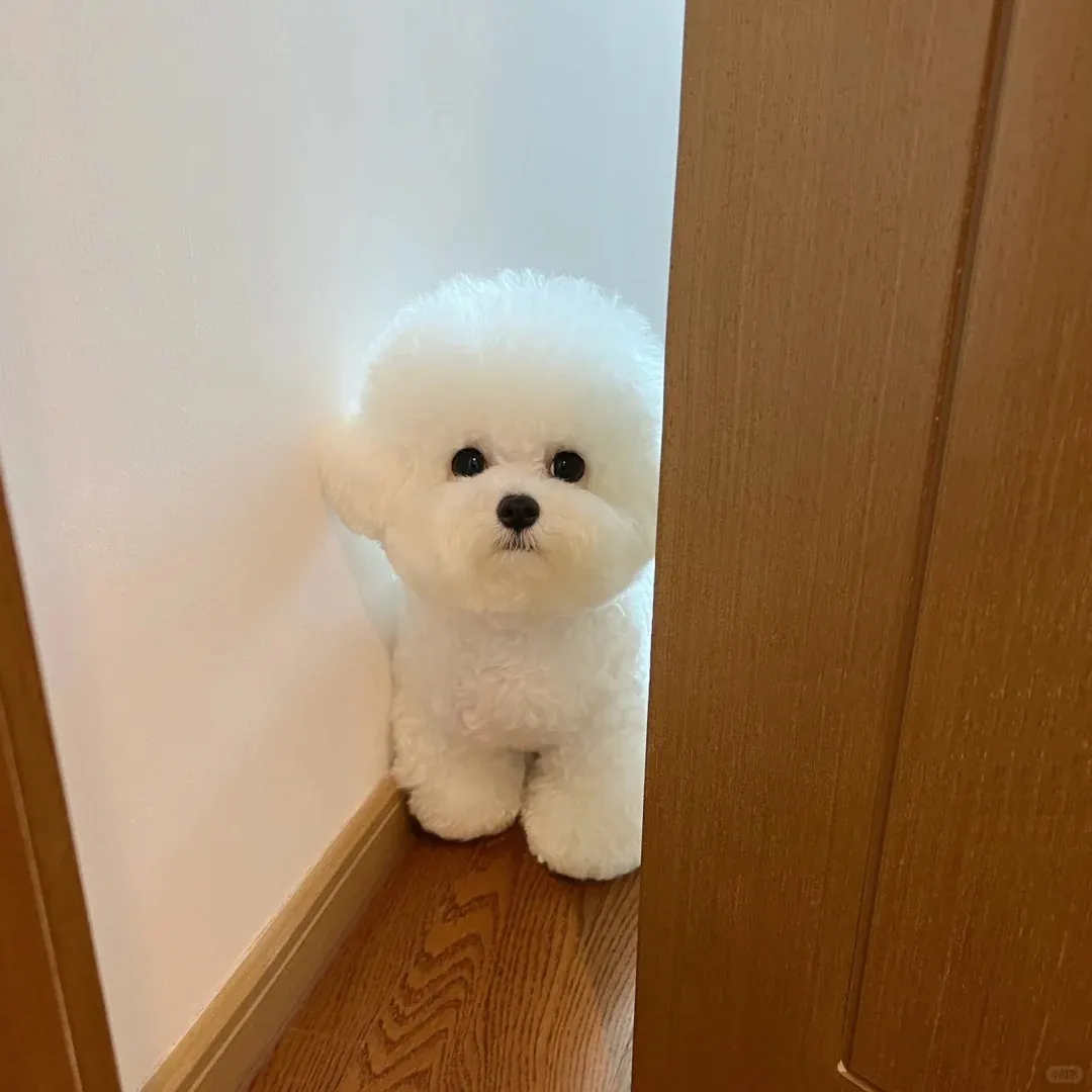 Bichon Frisé avec son pelage blanc bouclé et son expression joyeuse caractéristique