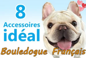 Produits Indispensables pour Bouledogue Français : 8 Accessoires Essentiels