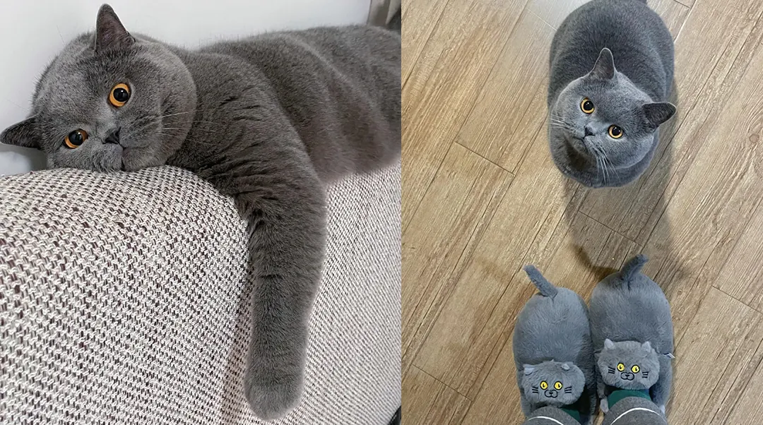 British Shorthair gris bleu avec ses joues rondes, corps trapu et expression de nounours